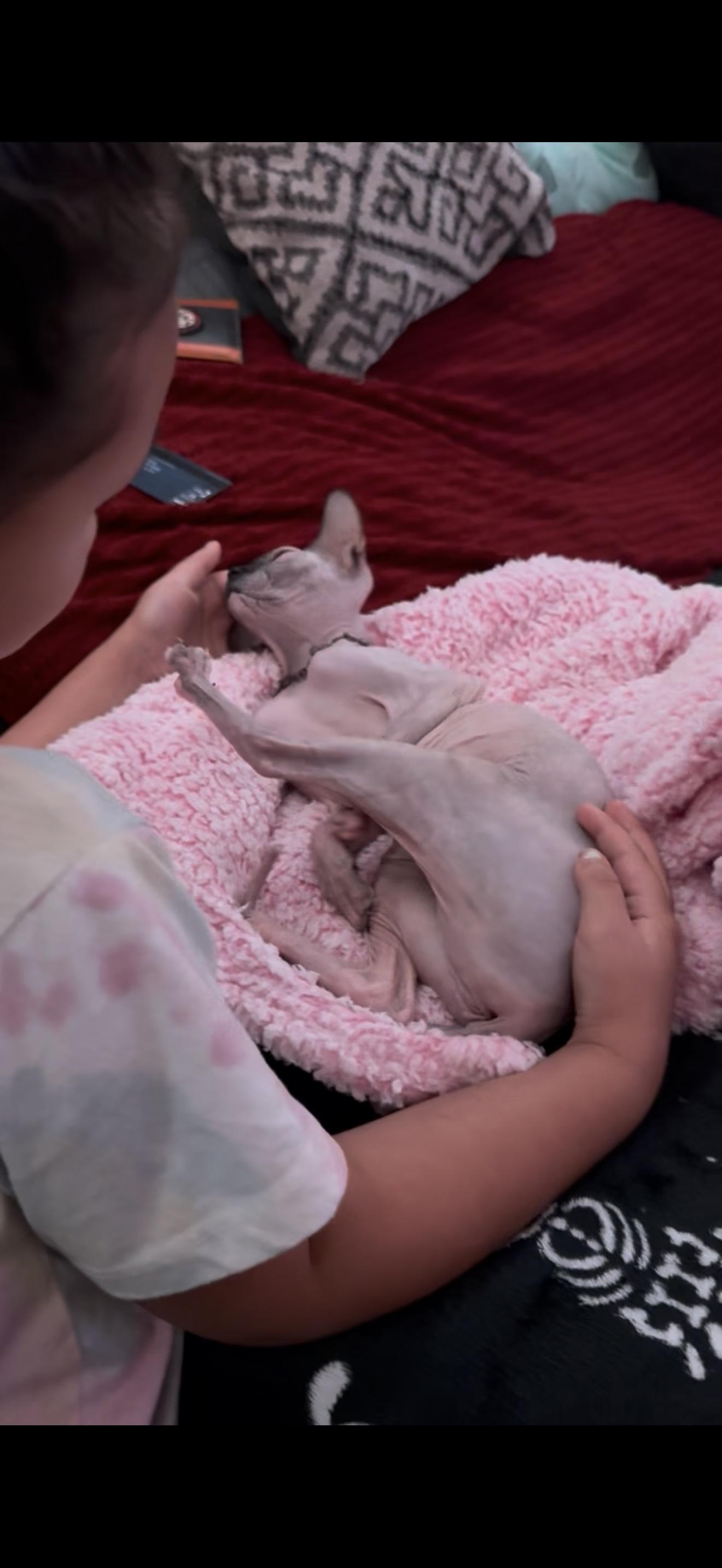 Enlarge Mavis, a Adopted Sphynx / Hairless Cat in Milwaukie, OR image 3/3