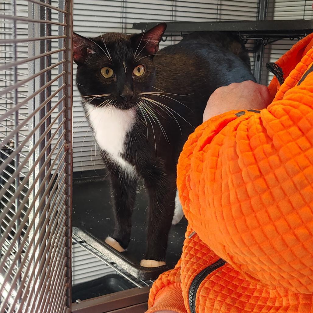 Enlarge Eeyore, a Adoptable Domestic Short Hair in Osawatomie, KS image 1/1