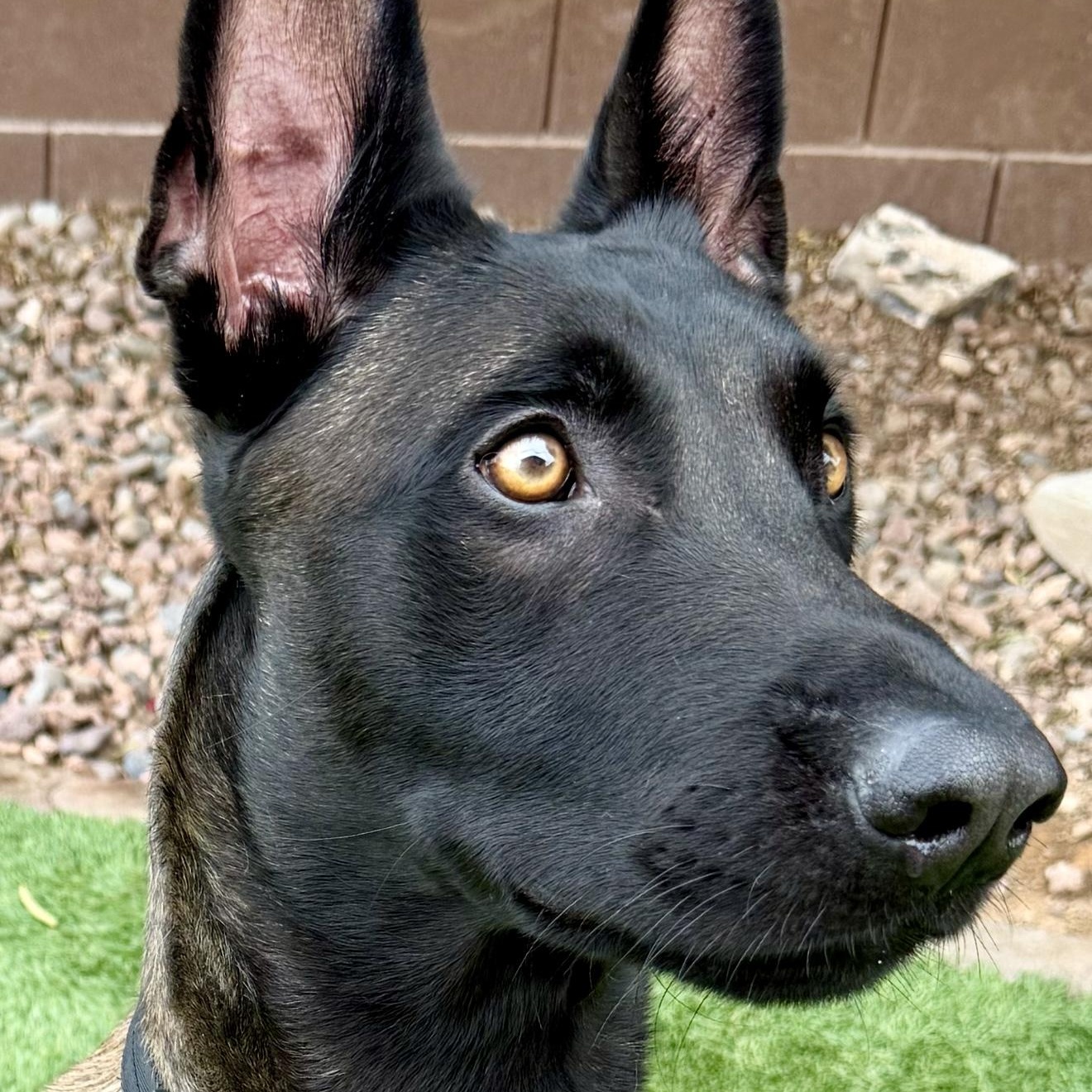 Berserk, a ADOPTABLE Belgian Shepherd / Malinois in Las Vegas, NV image 5/6