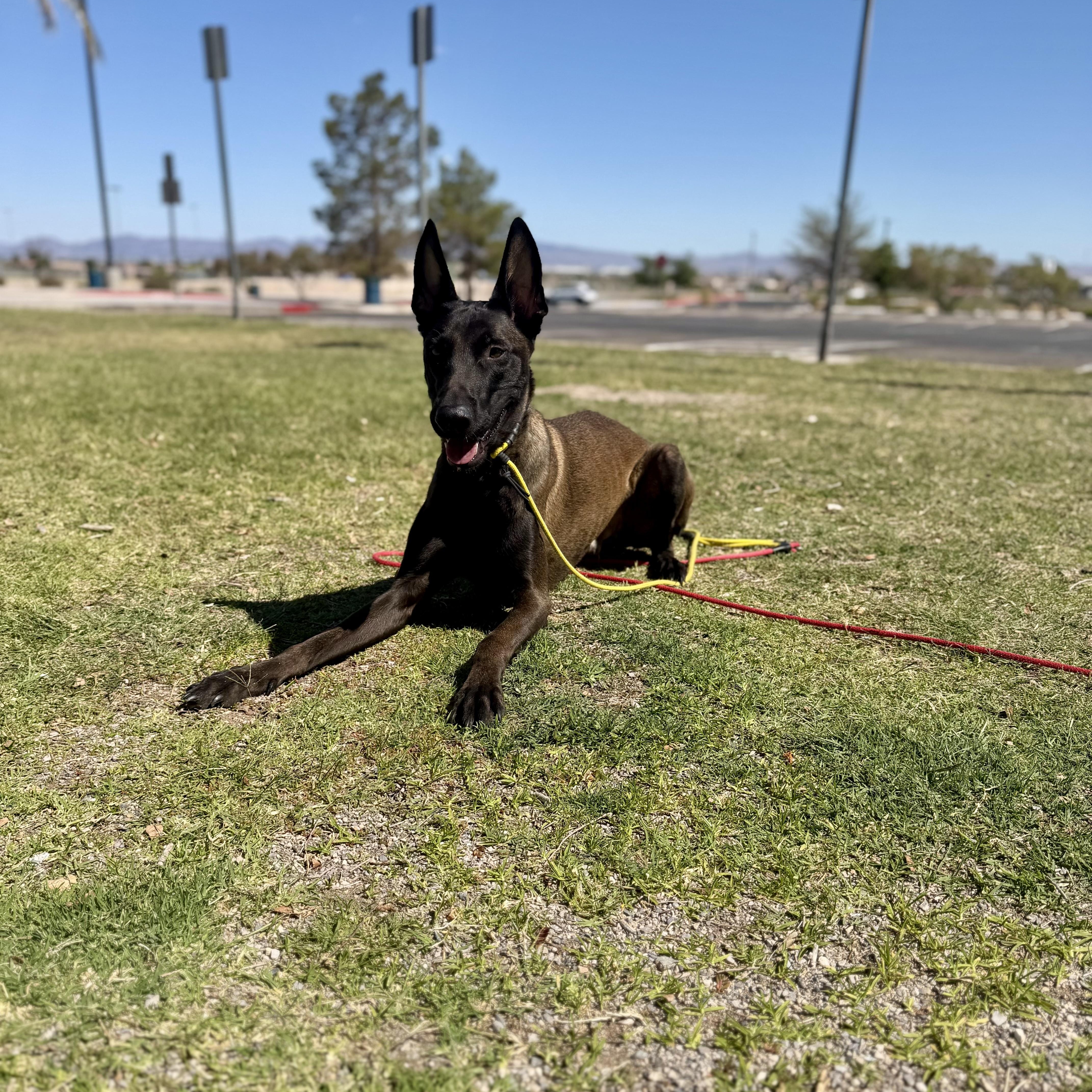 Berserk, a ADOPTABLE Belgian Shepherd / Malinois in Las Vegas, NV image 6/6