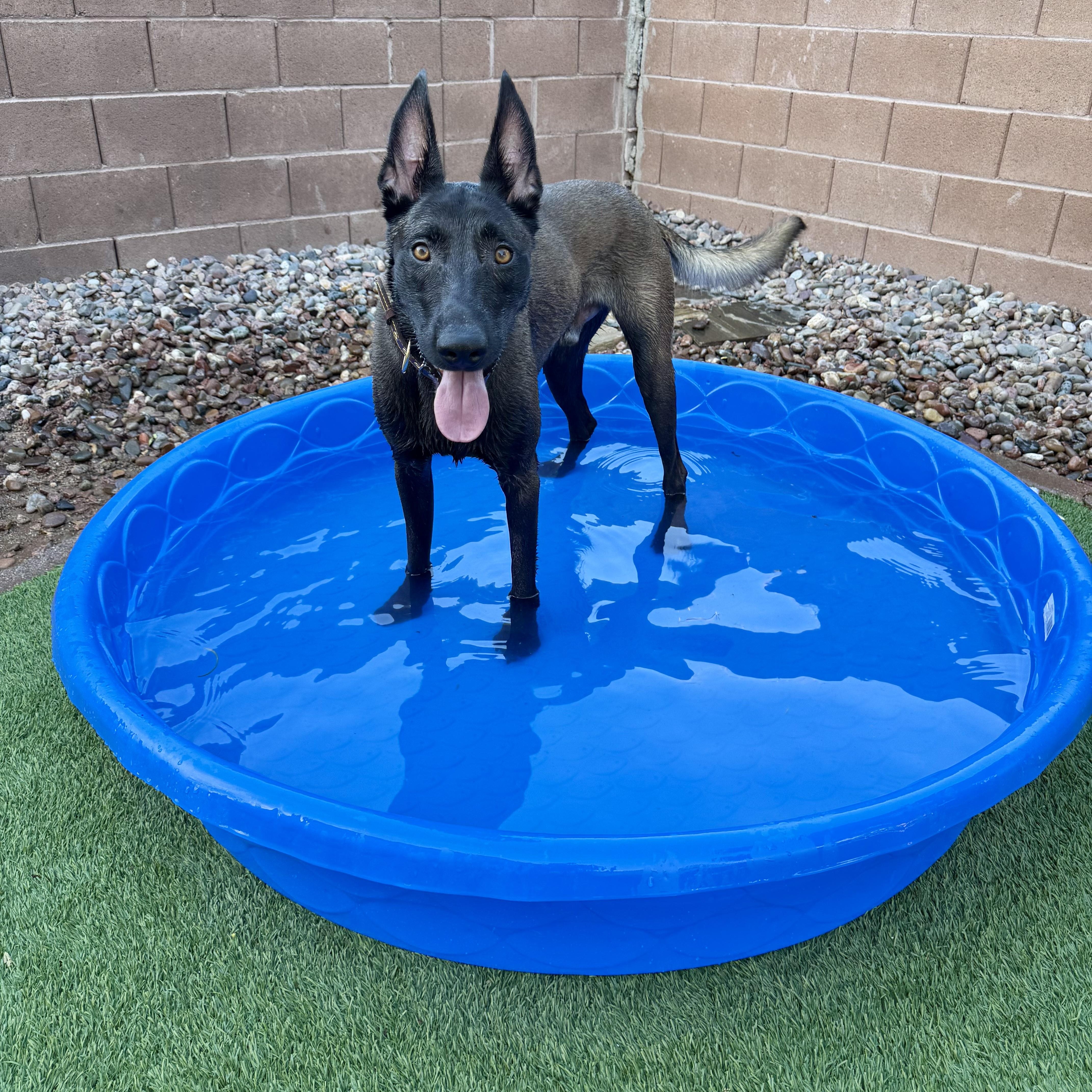 Berserk, a ADOPTABLE Belgian Shepherd / Malinois in Las Vegas, NV image 3/6