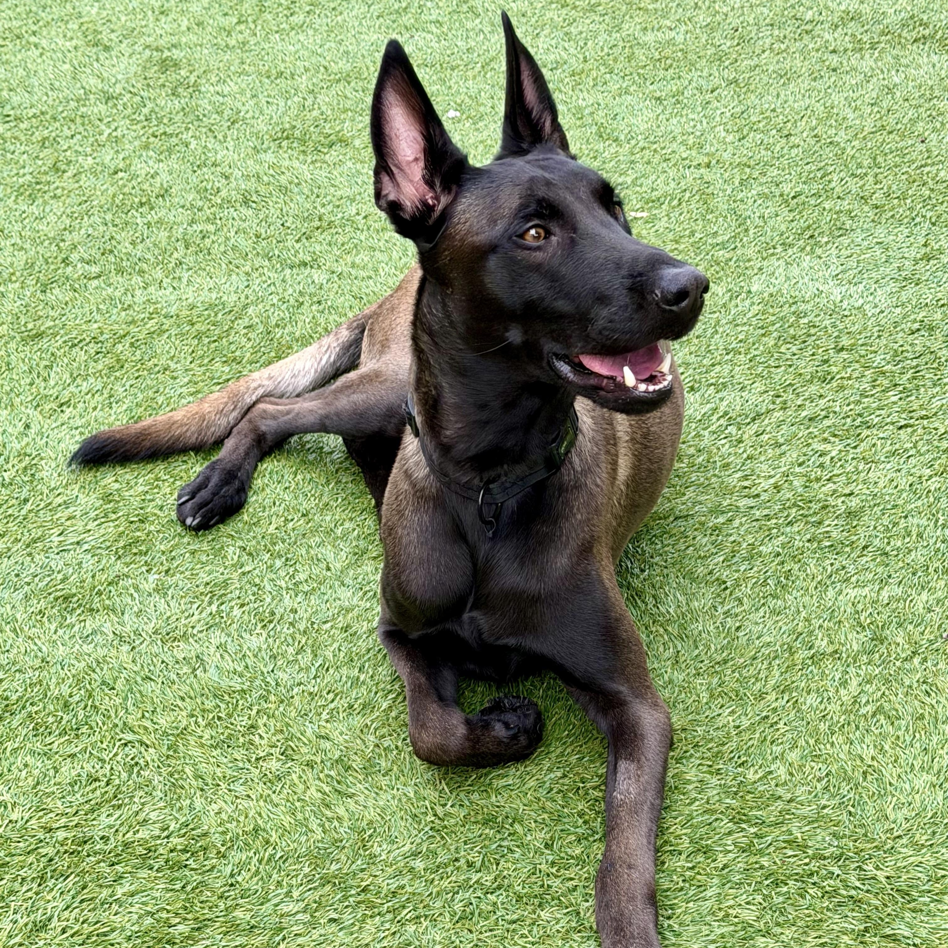 Berserk, ADOPTABLE, Young Male Belgian Shepherd / Malinois.