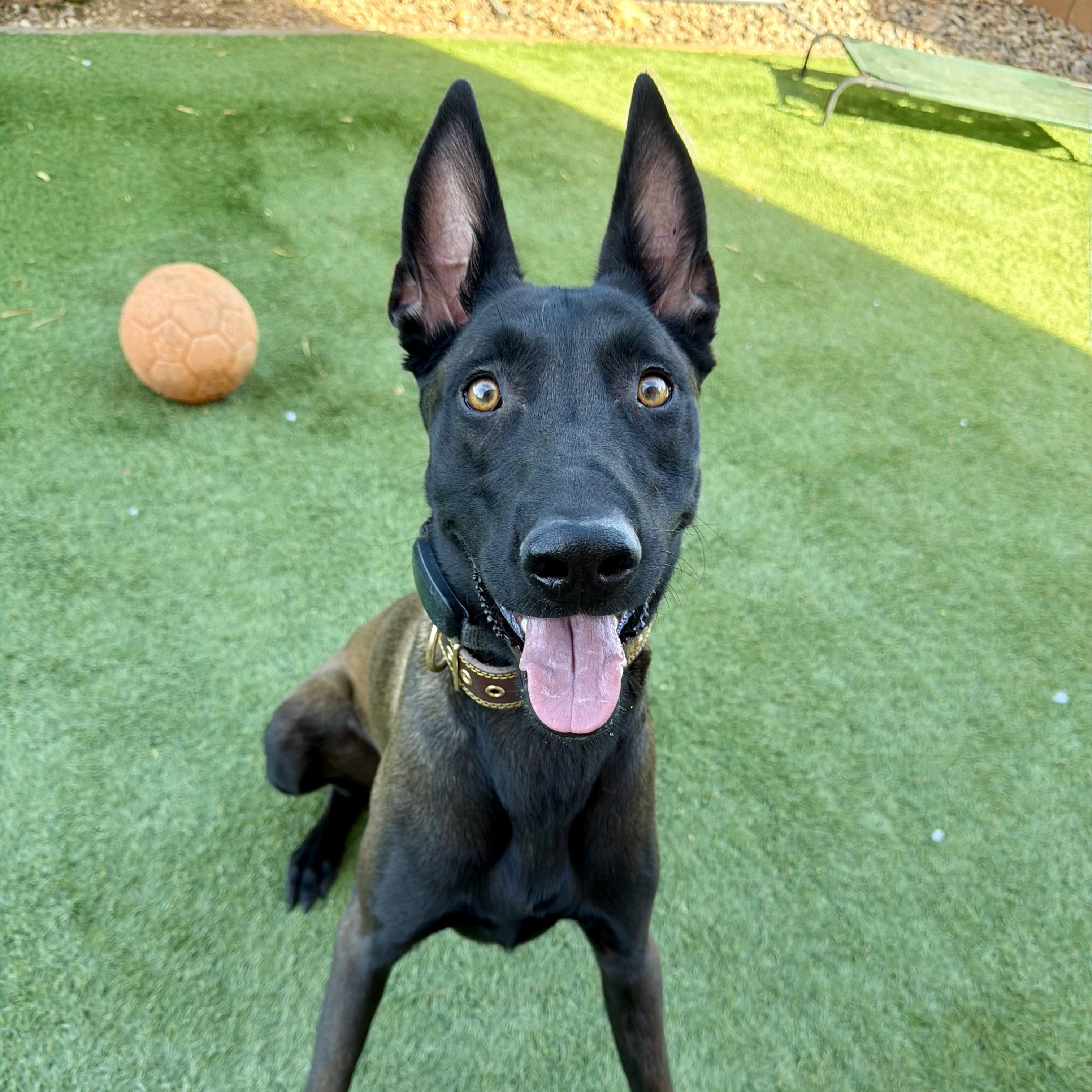Berserk, a ADOPTABLE Belgian Shepherd / Malinois in Las Vegas, NV image 4/6