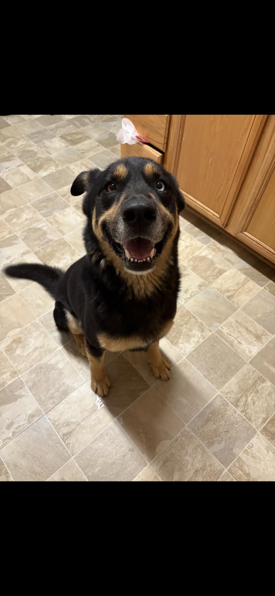 Enlarge Amos, a ADOPTABLE mixed breed in Kankakee, IL image 2/3