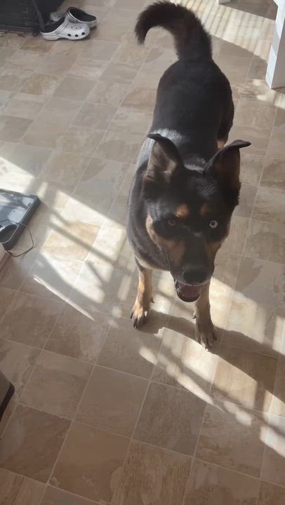 Enlarge Amos, a ADOPTABLE mixed breed in Kankakee, IL video 1/3