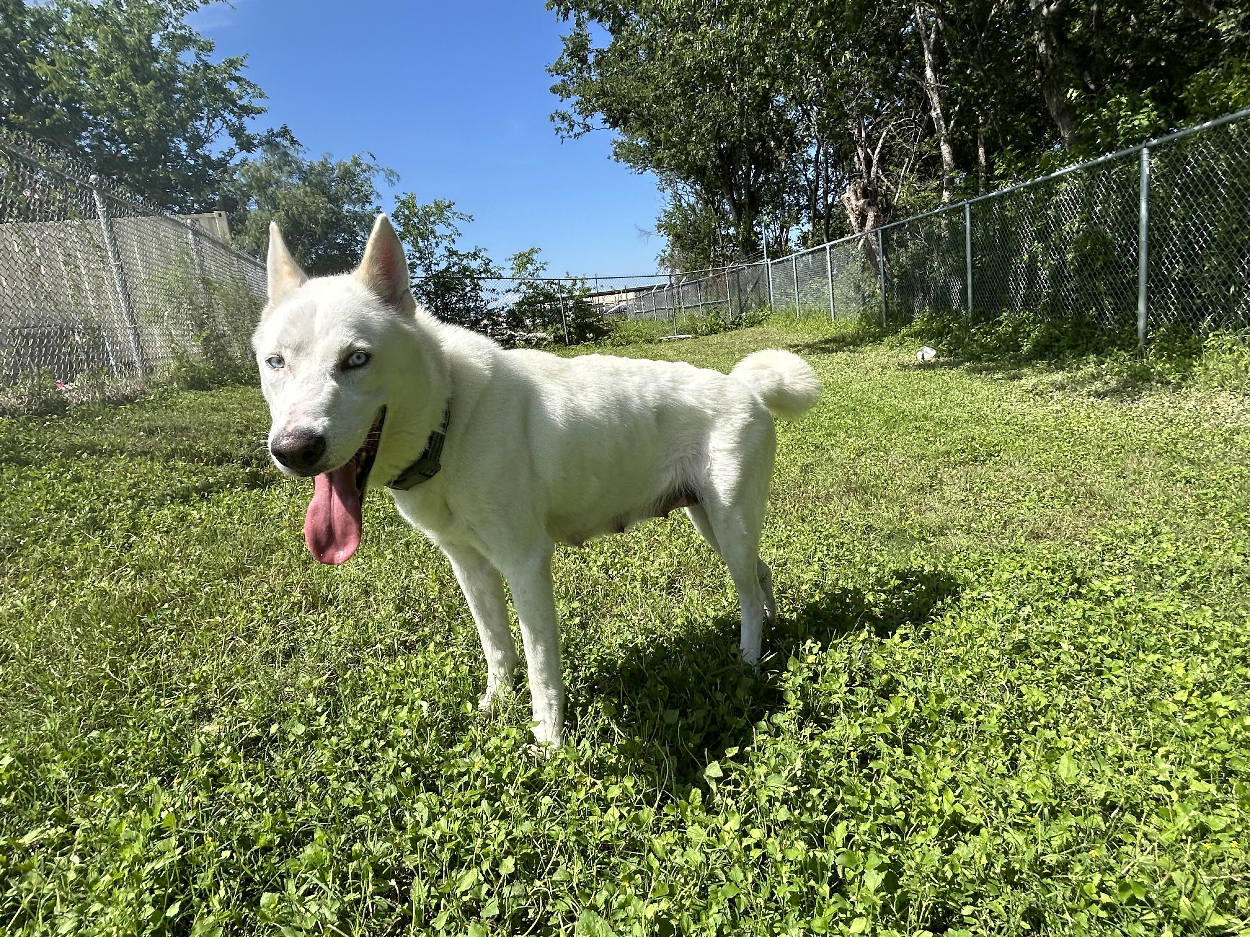 Nikita, a Adoptable mixed breed in Cibolo, TX image 2/3