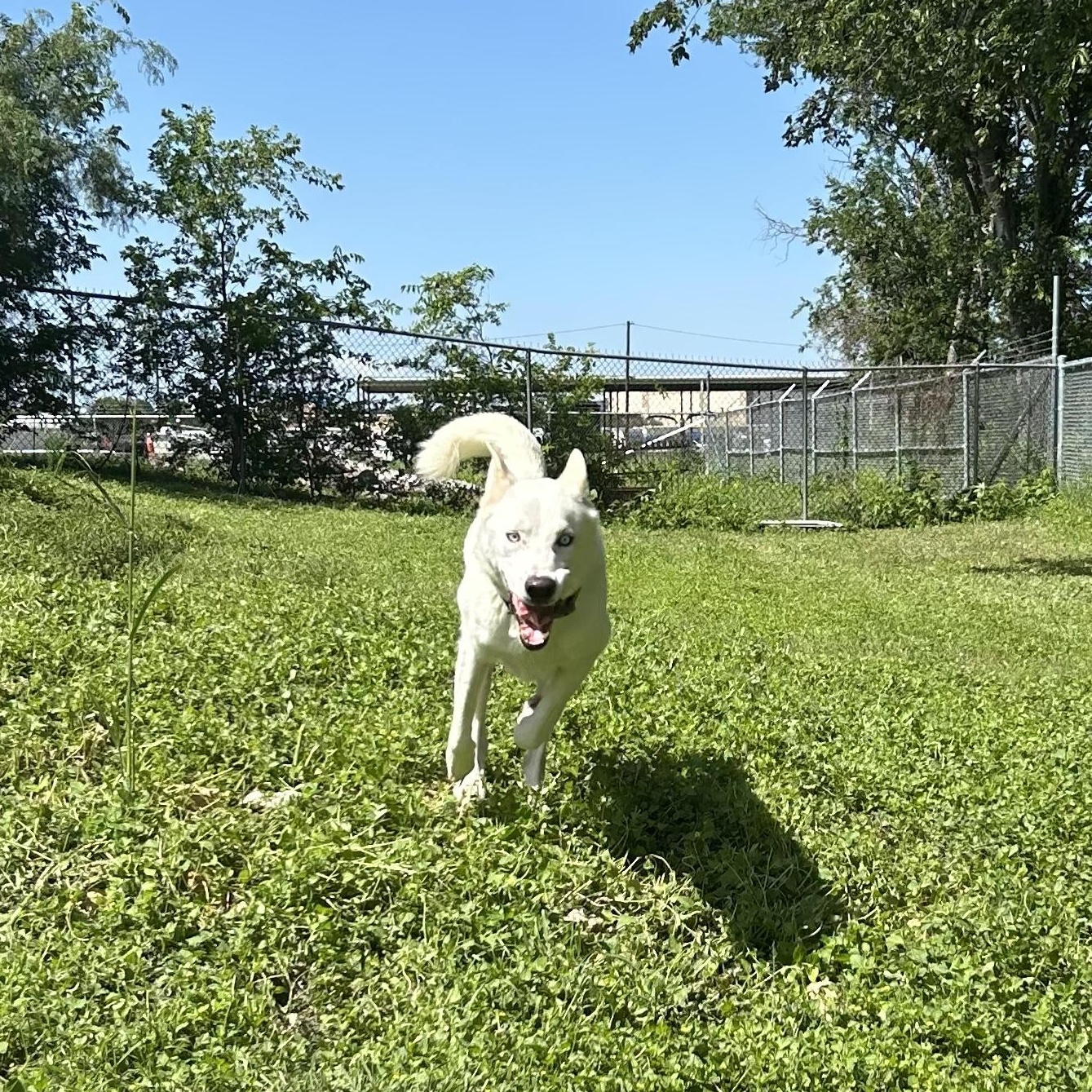 Nikita, a Adoptable mixed breed in Cibolo, TX image 3/3