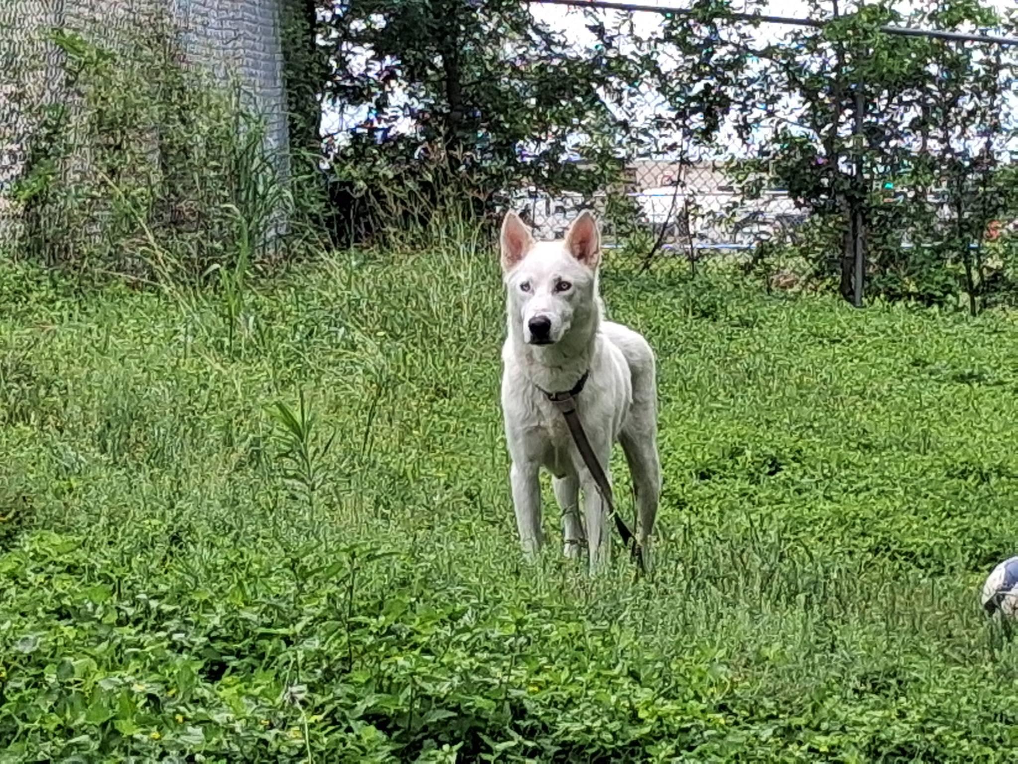 Nikita, Adoptable, Adult Female Husky.