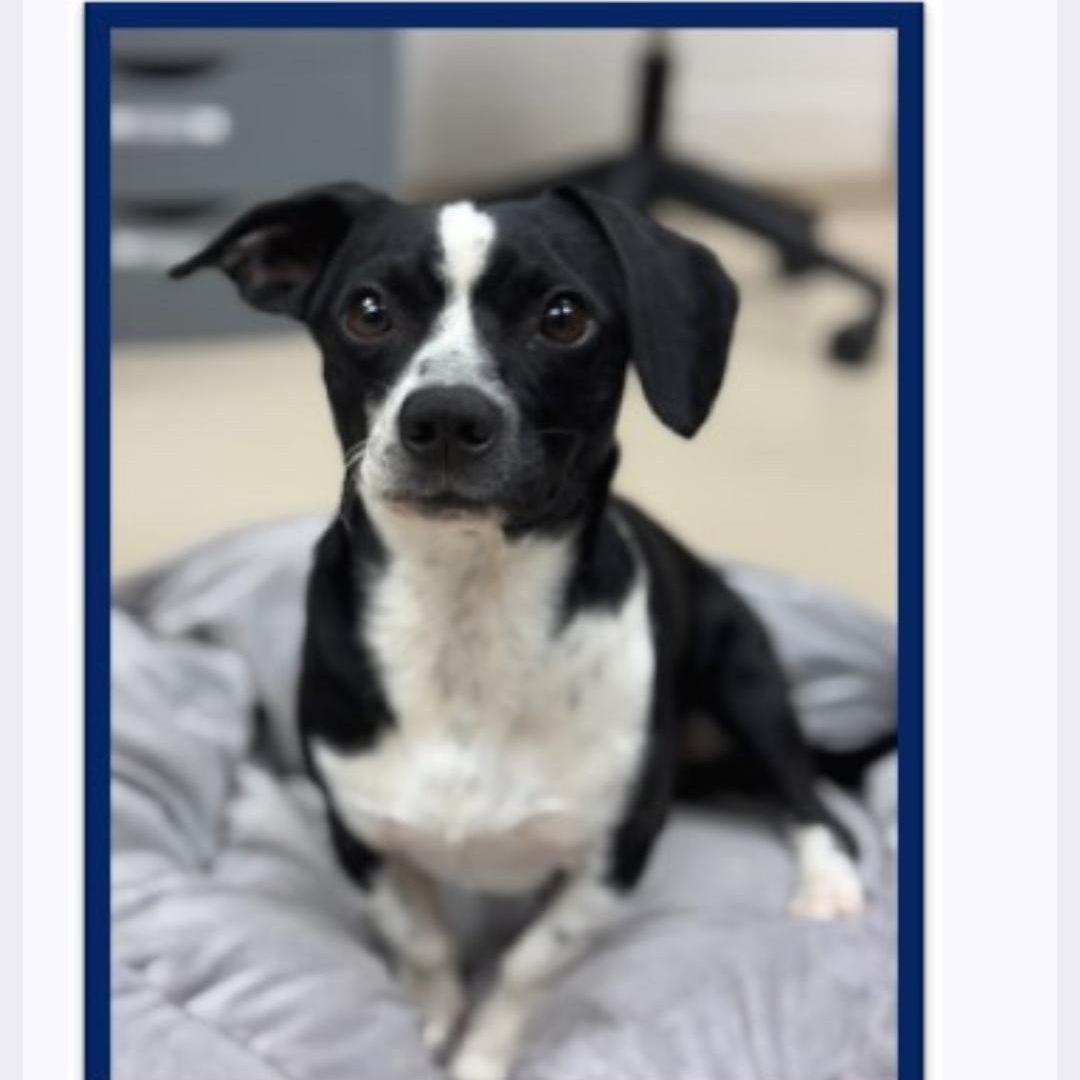 Enlarge Snoopy, a ADOPTABLE Rat Terrier in Greenville, SC image 1/1
