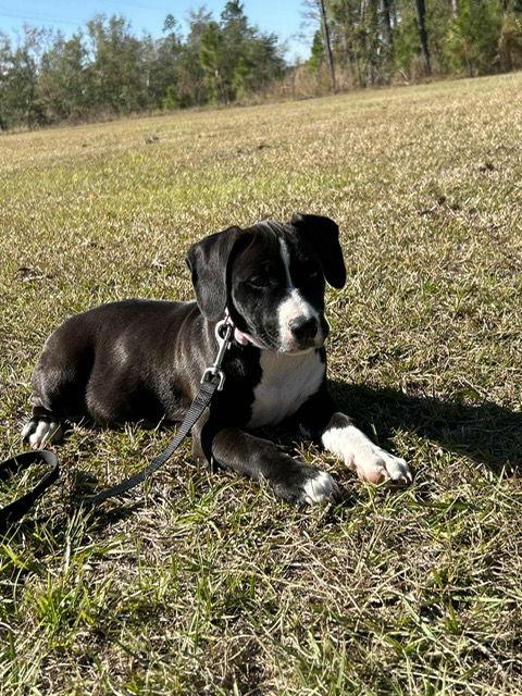 Hulsey, Adopted, Young Female Labrador Retriever.