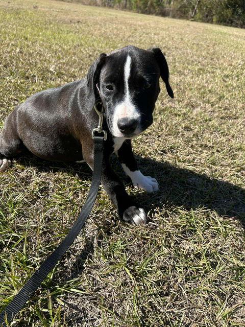 Enlarge Hulsey, a Adopted Labrador Retriever in Tarrytown, GA image 2/3
