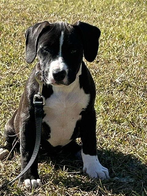 Enlarge Hulsey, a Adopted Labrador Retriever in Tarrytown, GA image 3/3