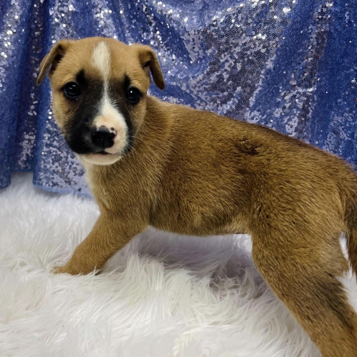 Enlarge Pismo, a Adoptable mixed breed in Cedarburg, WI image 1/1
