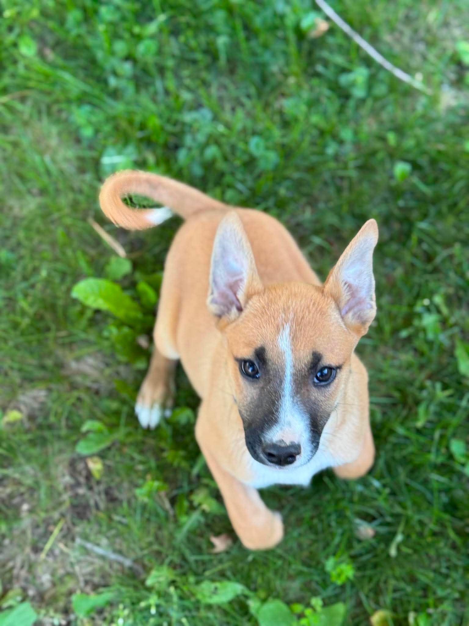 Enlarge Pismo, an adopted mixed breed in Cedarburg, WI image 6/6