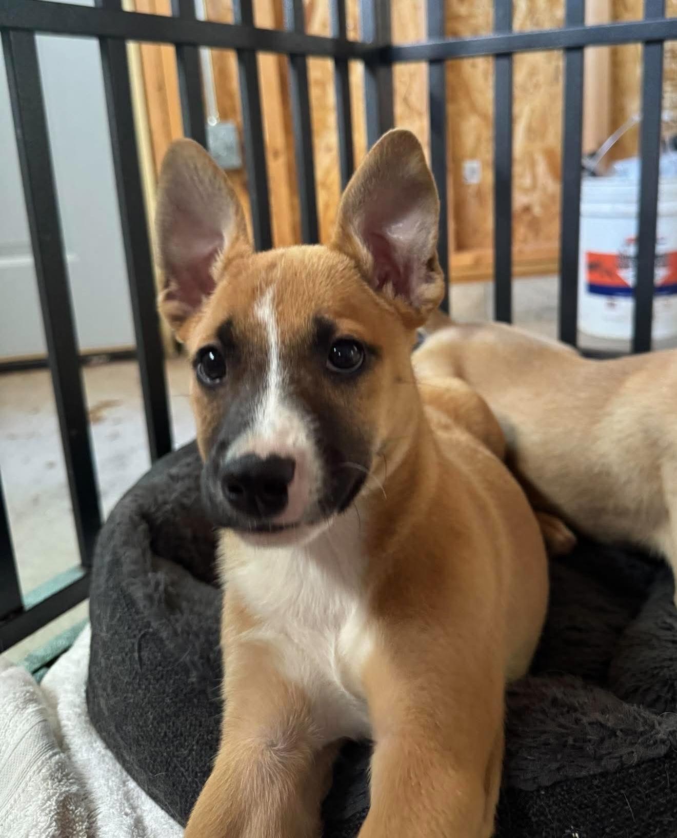 Enlarge Pismo, an adopted mixed breed in Cedarburg, WI image 5/6
