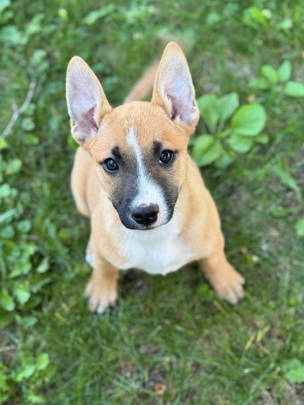 Enlarge Pismo, an adopted mixed breed in Cedarburg, WI image 1/6
