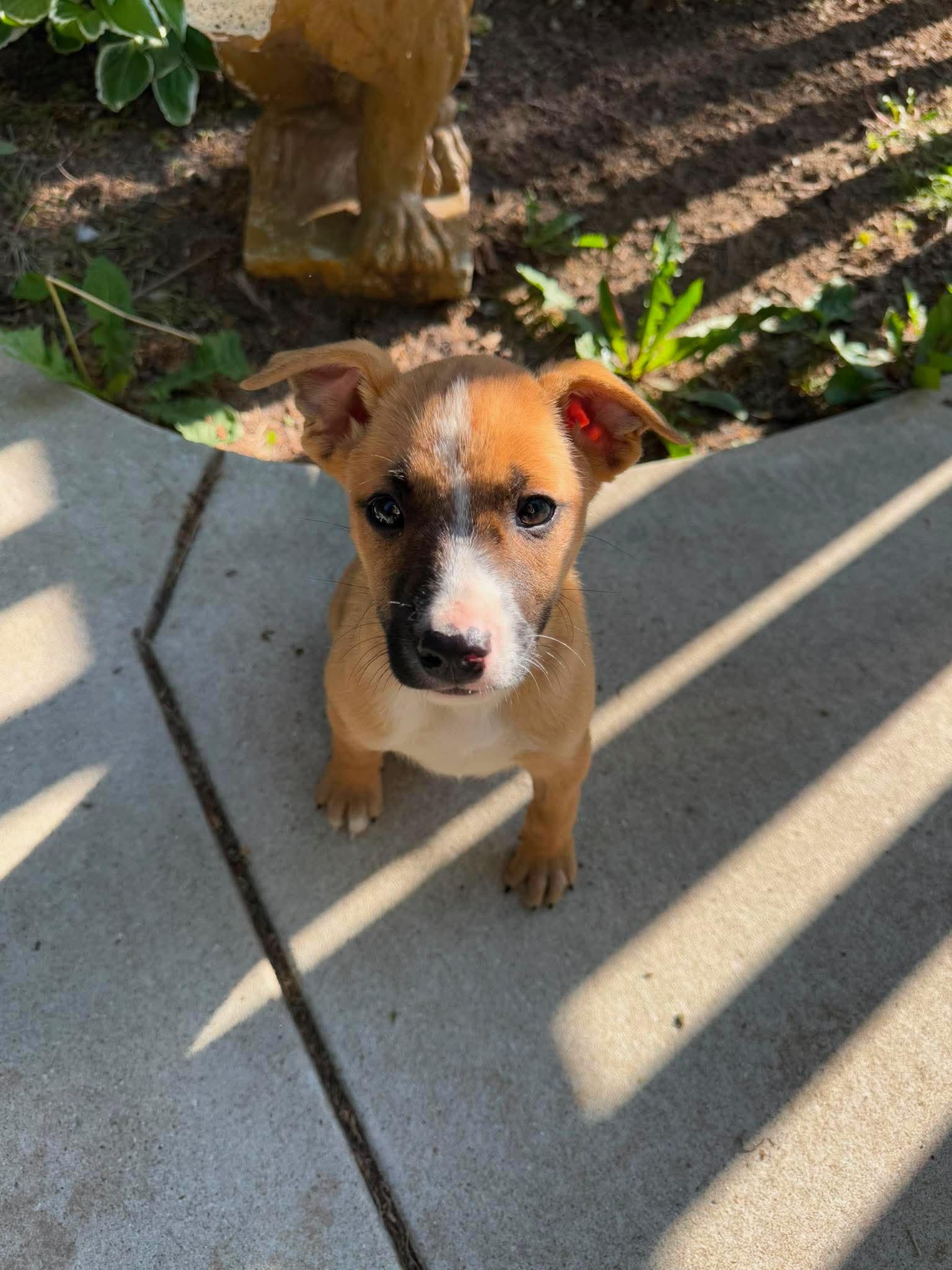 Enlarge Pismo, an adopted mixed breed in Cedarburg, WI image 2/6
