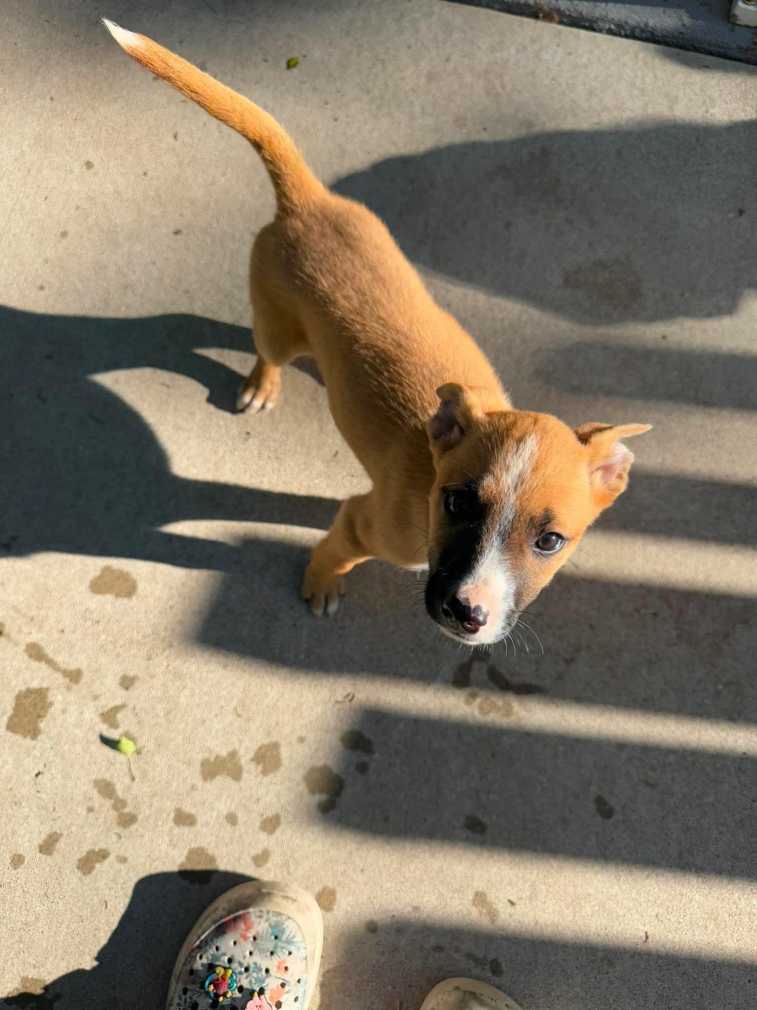 Enlarge Pismo, an adopted mixed breed in Cedarburg, WI image 3/6