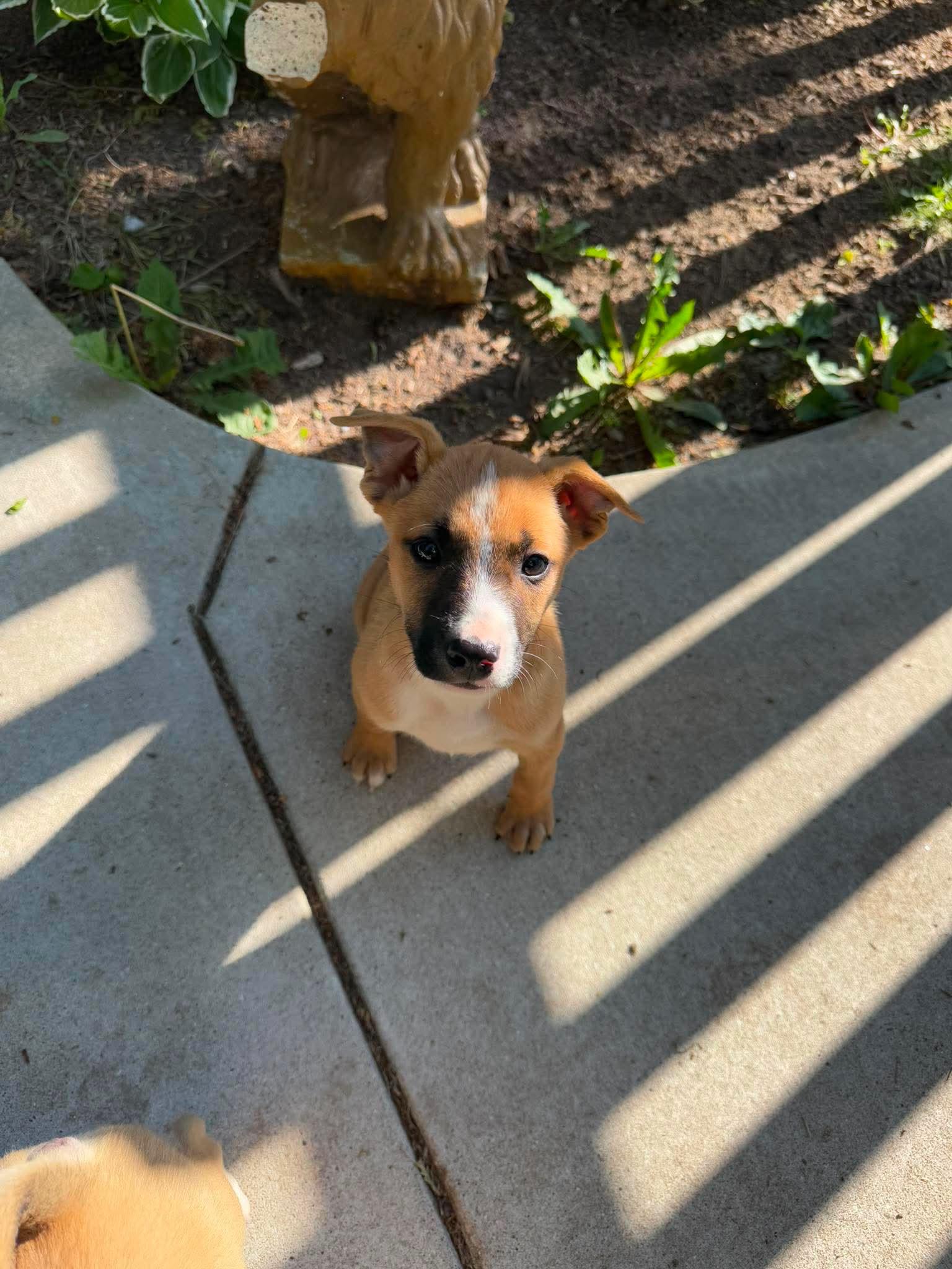 Enlarge Pismo, an adopted mixed breed in Cedarburg, WI image 4/6