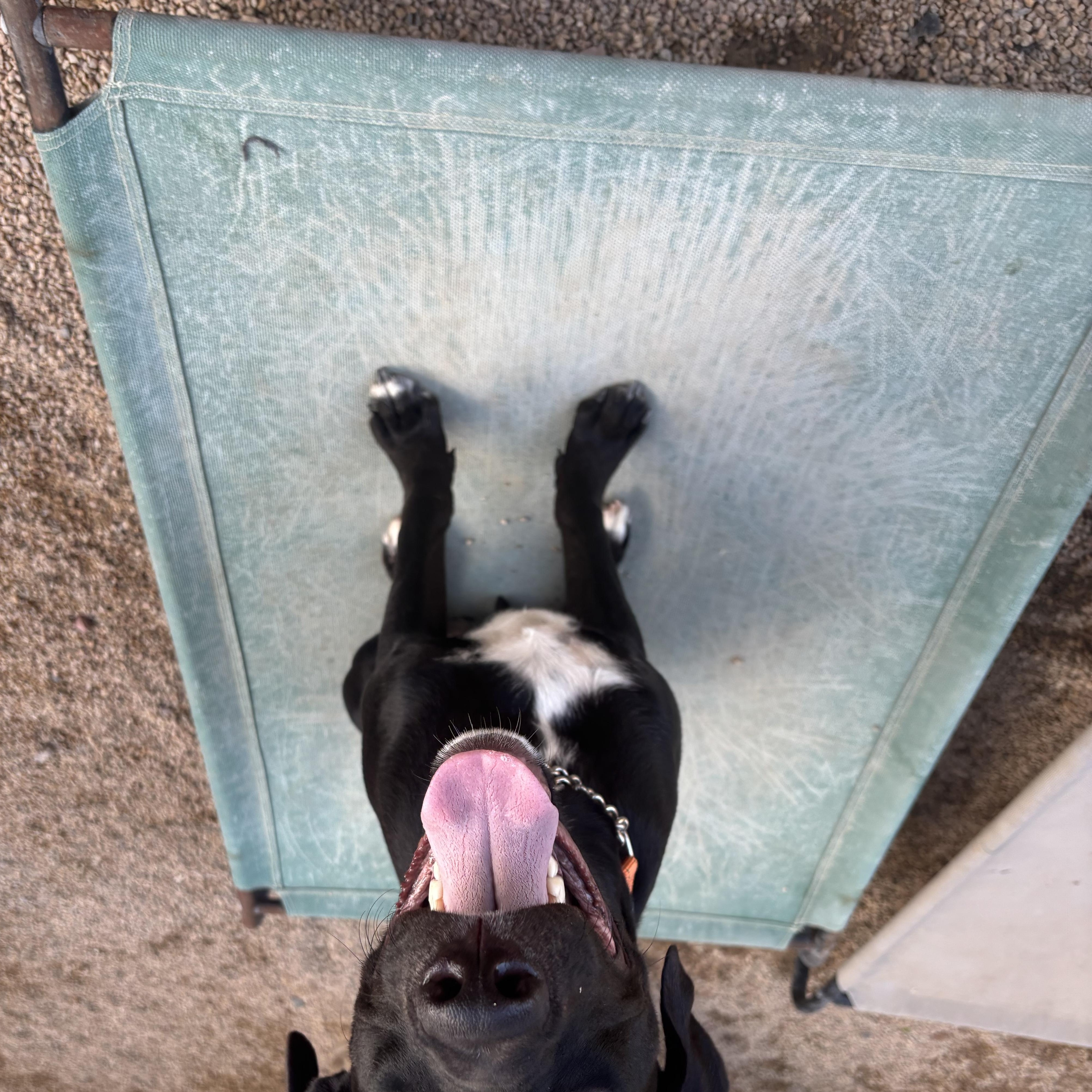 Enlarge Woody, a Adoptable mixed breed in Phoenix, AZ image 2/3