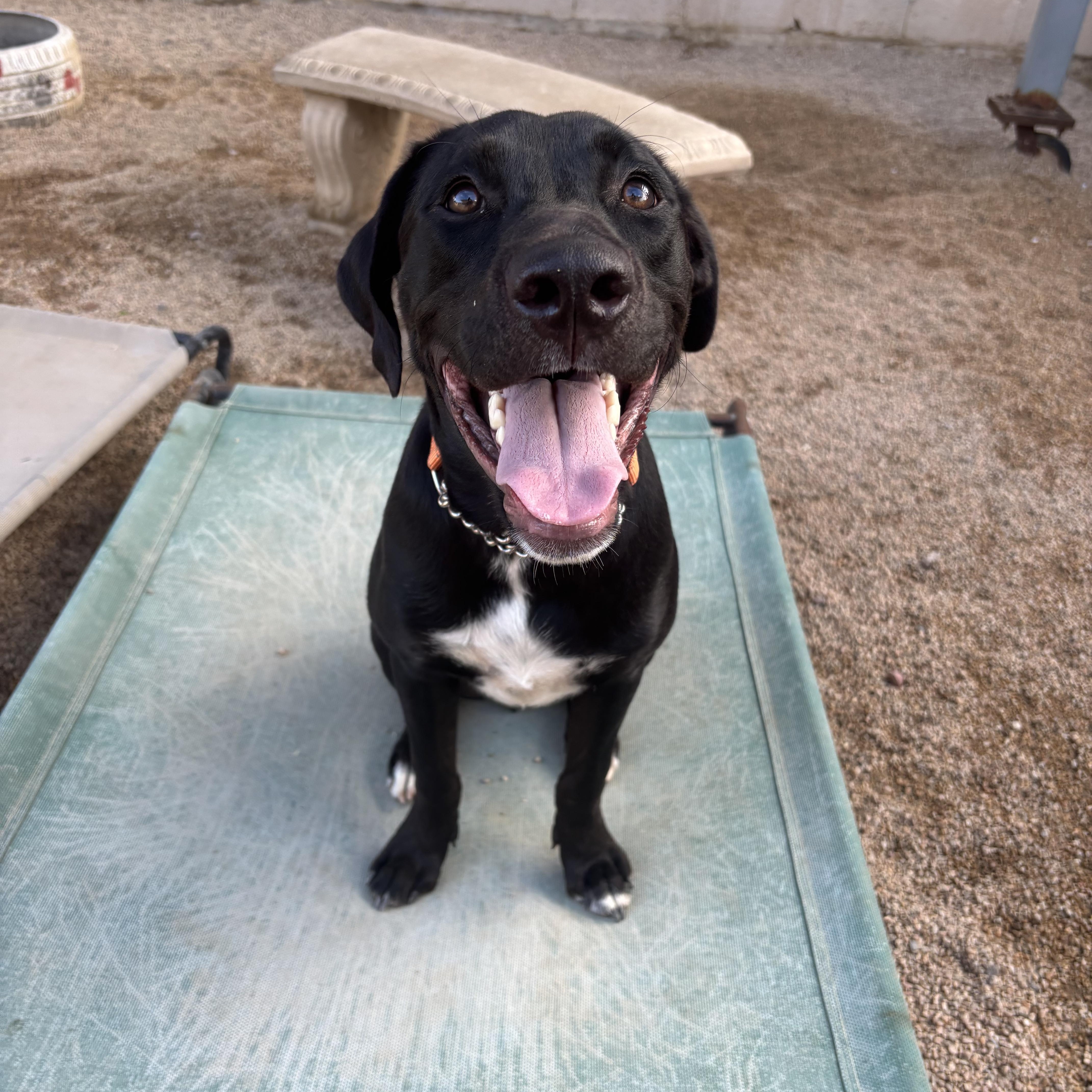 Woody, Adoptable, Young Male Black Labrador Retriever.