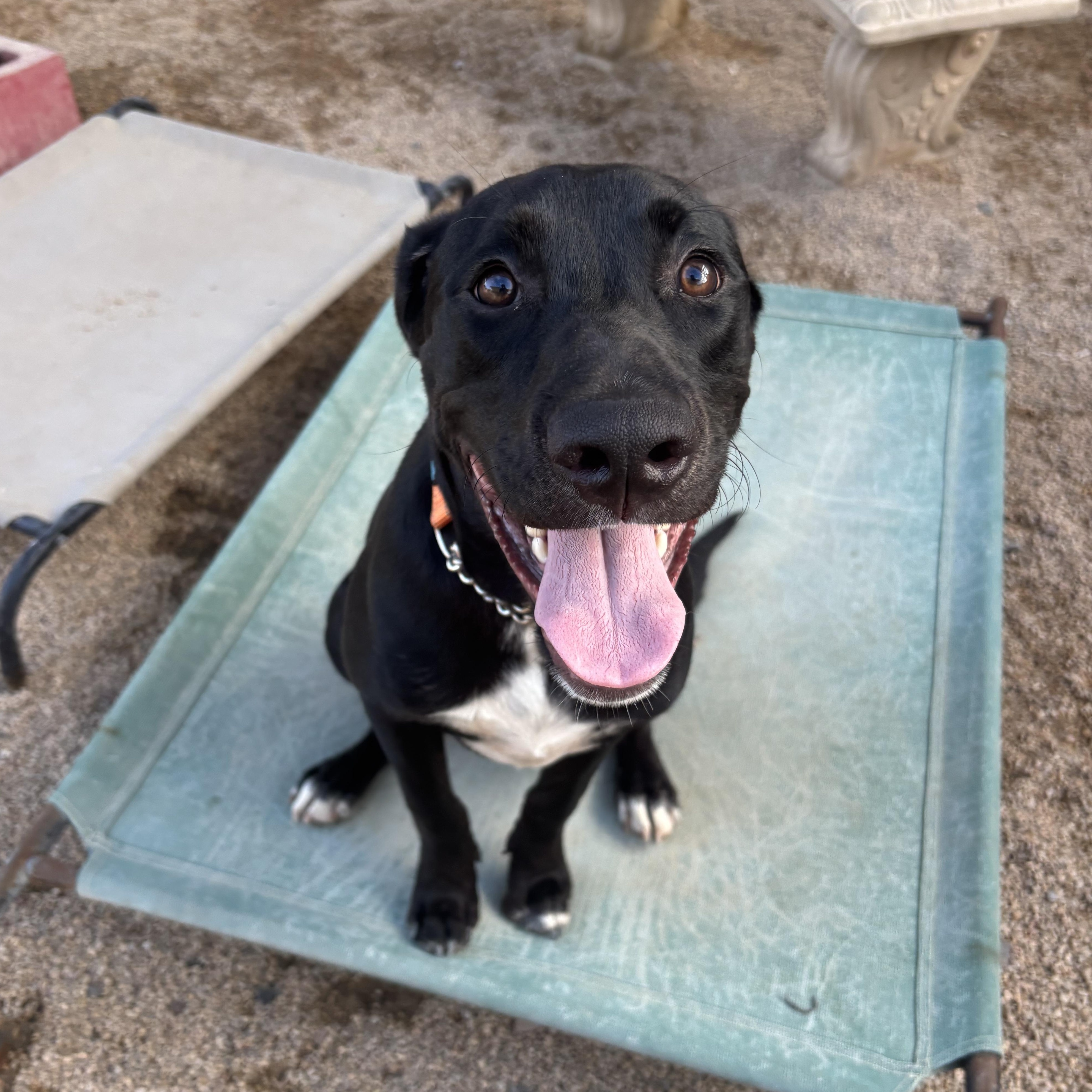 Enlarge Woody, a Adoptable mixed breed in Phoenix, AZ image 3/3