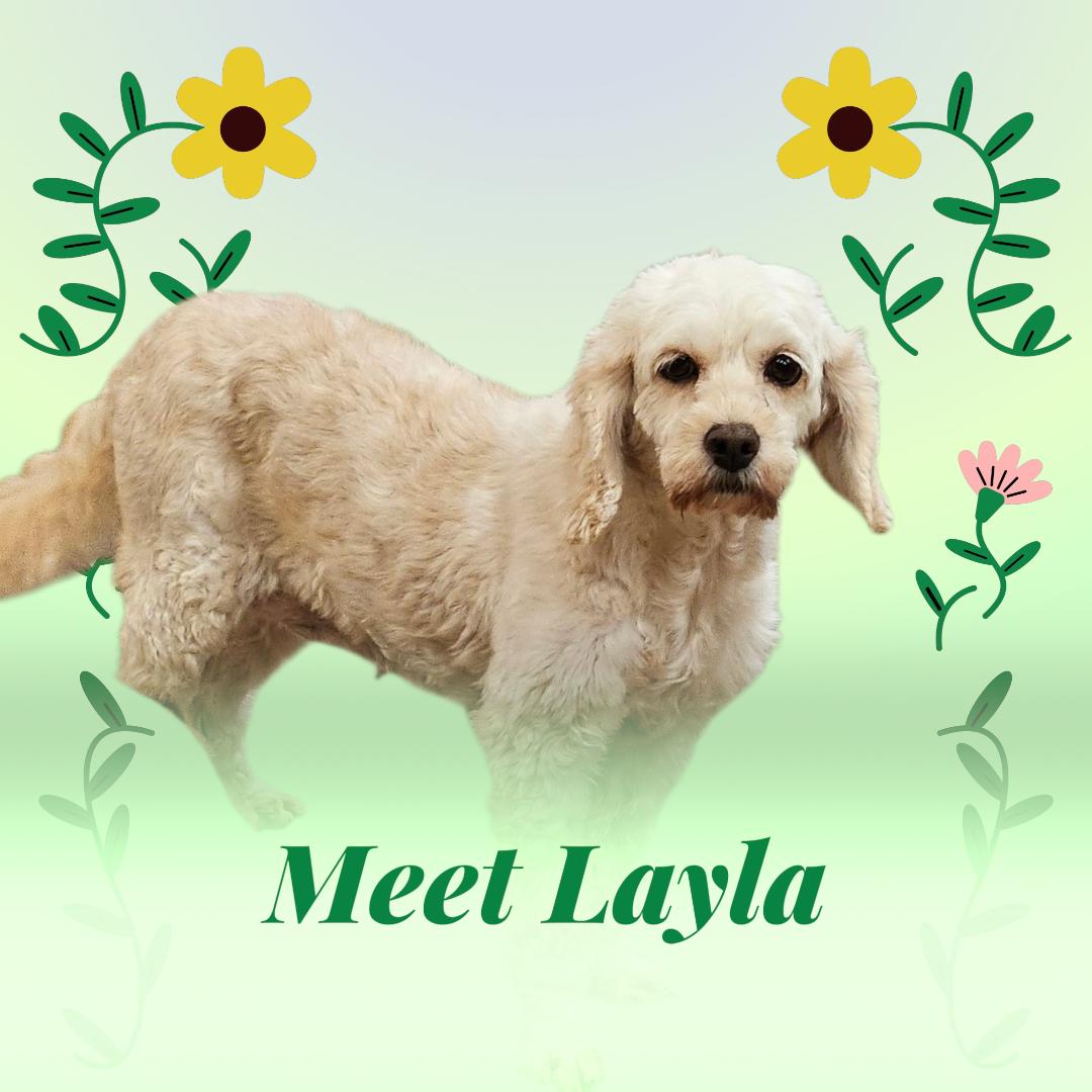 Layla D6112, a Adoptable Cockapoo in minneapolis, MN image 1/3