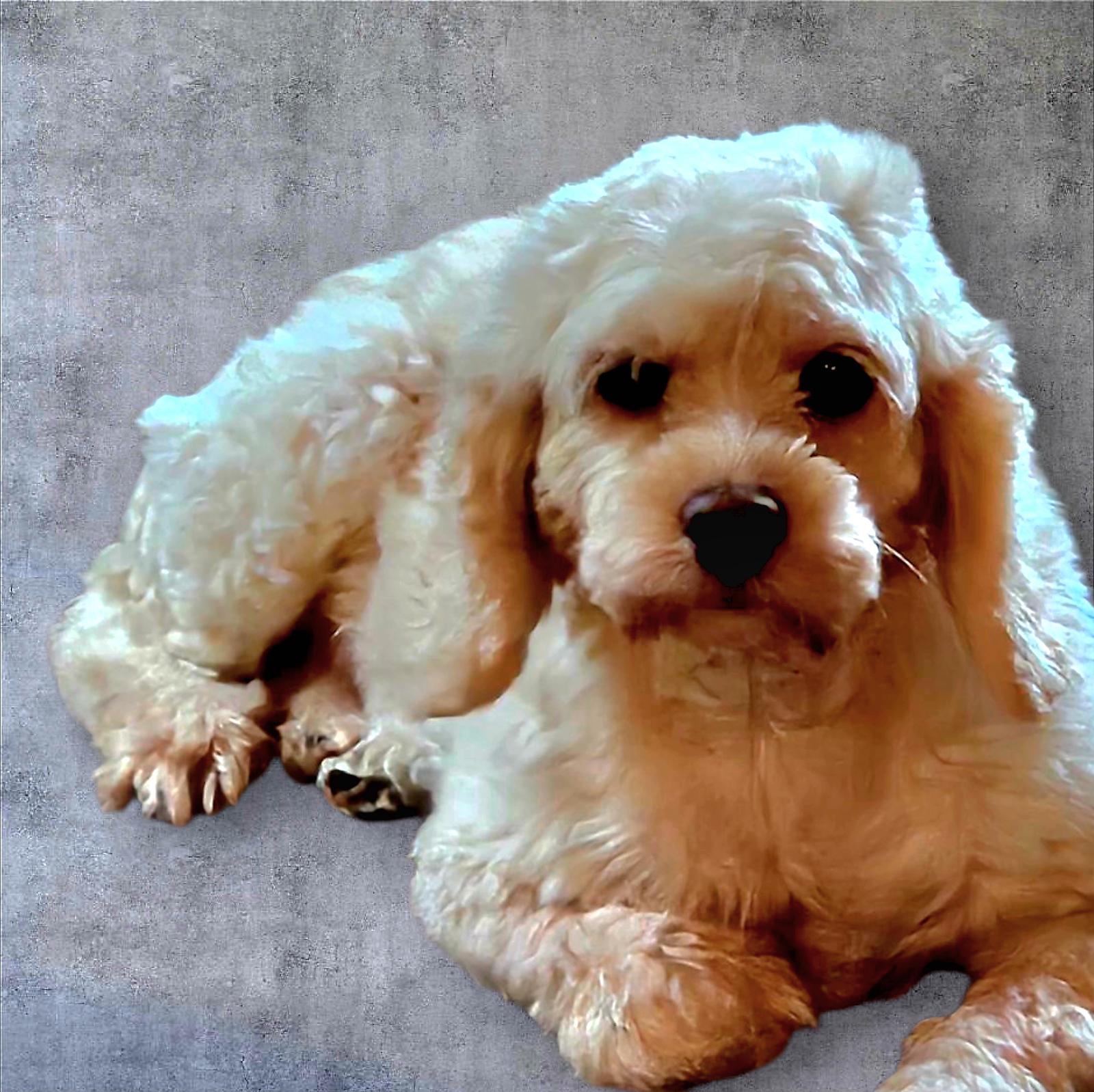 Layla D6112, a Adoptable Cockapoo in minneapolis, MN image 2/3
