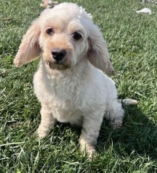 Layla D6112, a Adoptable Cockapoo in minneapolis, MN image 3/3