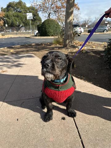 STUMPY, Adoptable, Young Male Terrier & Mixed Breed.