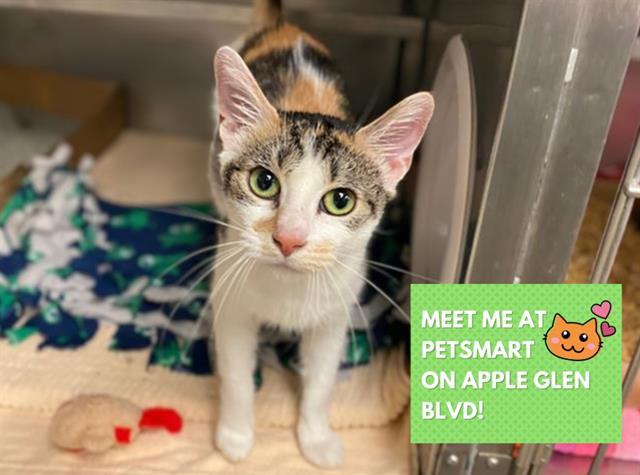 CRIMSON, Adoptable, Young Female Domestic Short Hair.