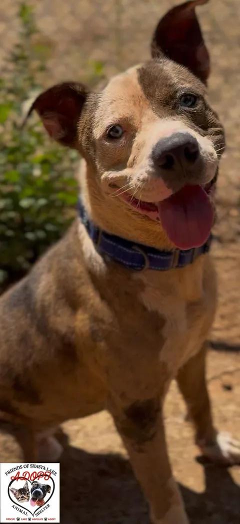Enlarge Mako, a ADOPTABLE mixed breed in Shasta Lake, CA image 2/3