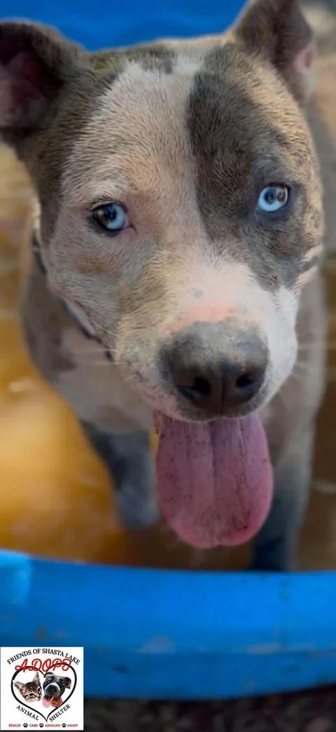 Enlarge Mako, a ADOPTABLE mixed breed in Shasta Lake, CA image 3/3