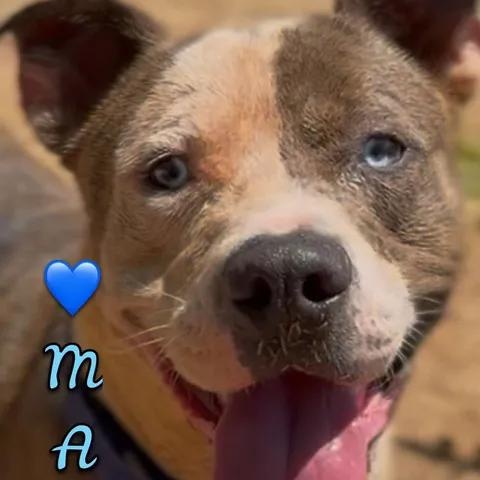 Mako, ADOPTABLE, Adult Male Catahoula Leopard Dog & Pit Bull Terrier.