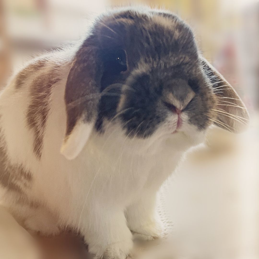 Enlarge Hazelnut, a Adopted Holland Lop in Gig Harbor, WA image 1/2
