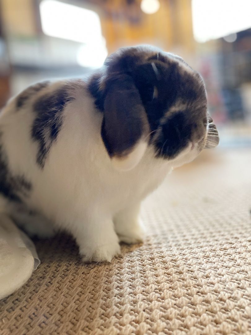 Enlarge Hazelnut, a Adopted Holland Lop in Gig Harbor, WA image 2/2