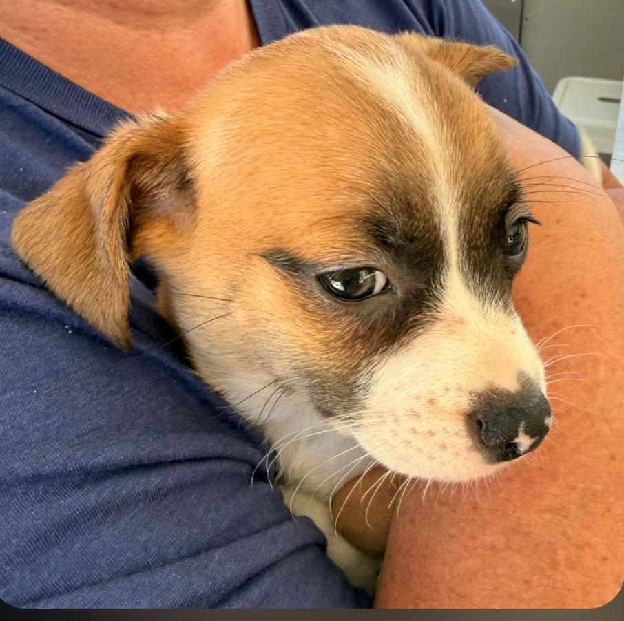Chip, adopted, Puppy Male Chihuahua & Dachshund.