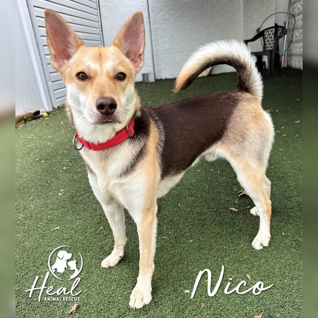 Enlarge Nico, a Adoptable Mixed Breed in Youngwood, PA image 2/6