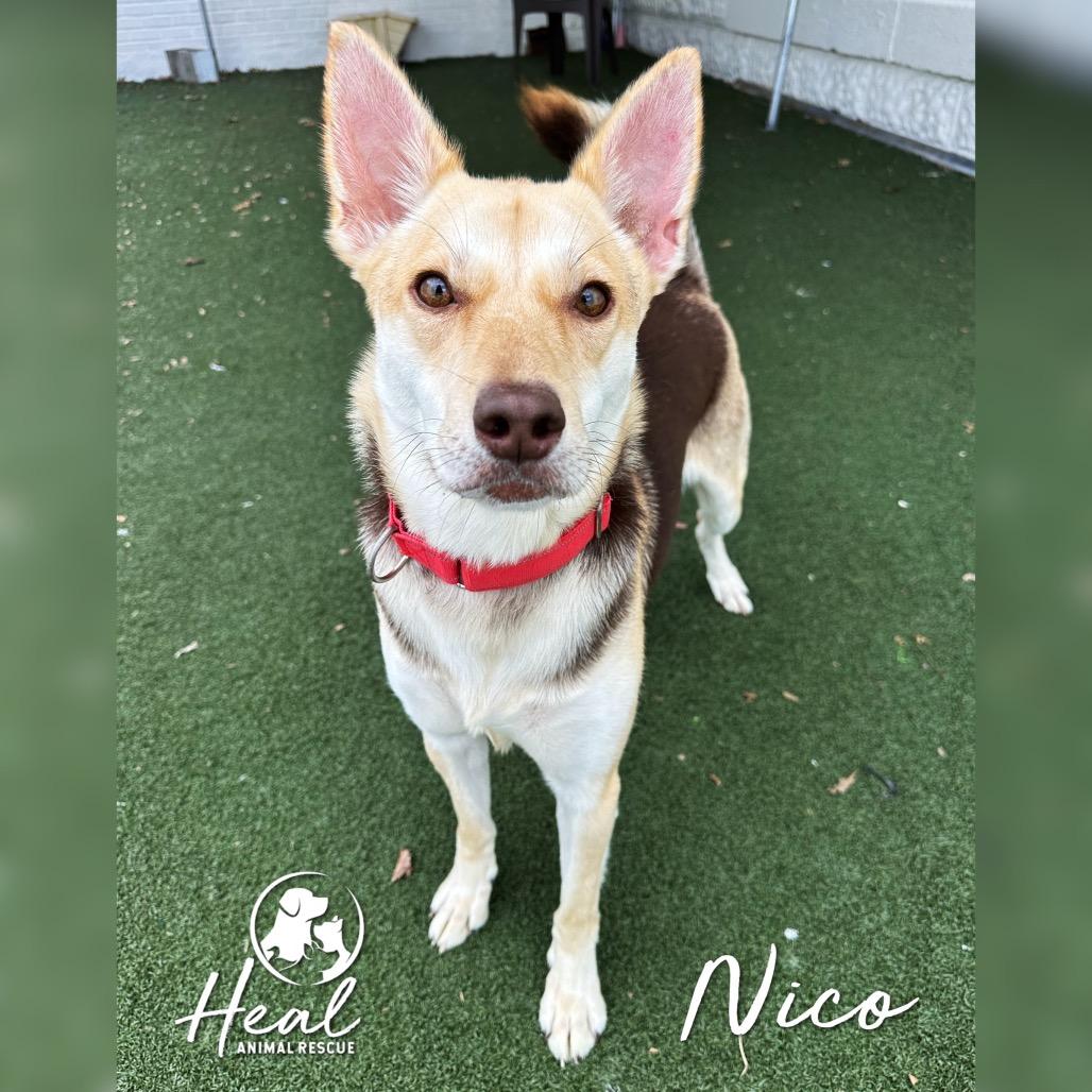 Enlarge Nico, a Adoptable Mixed Breed in Youngwood, PA image 3/6