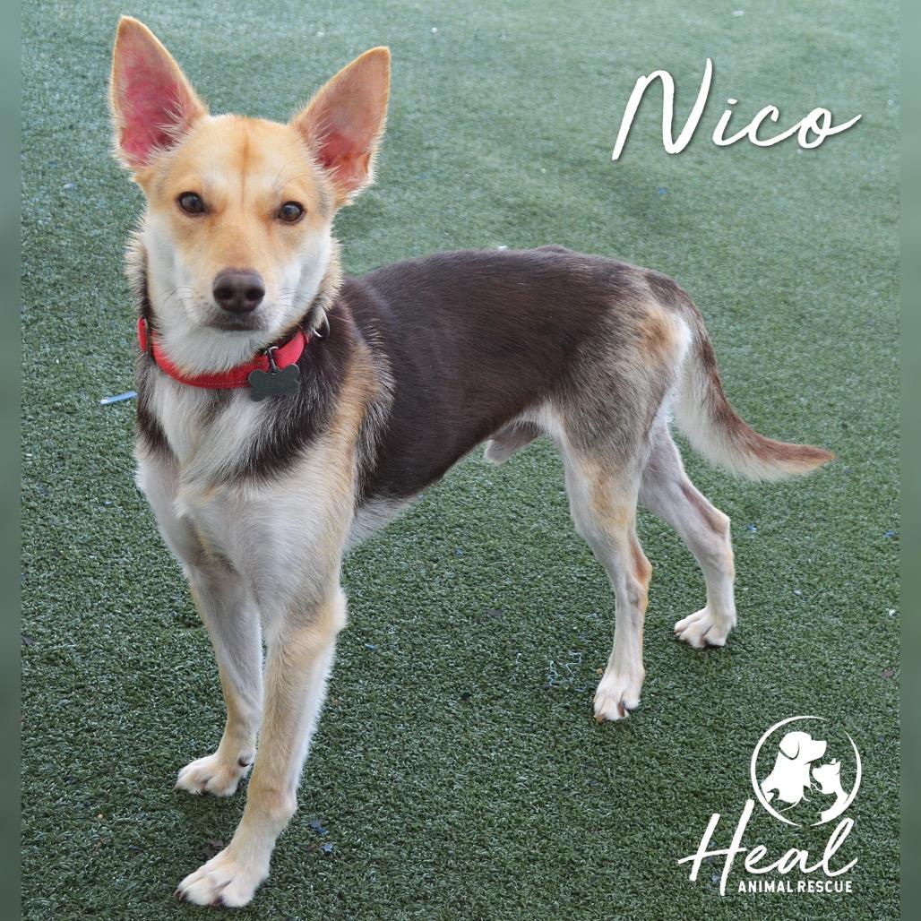 Enlarge Nico, a Adoptable Mixed Breed in Youngwood, PA image 3/4