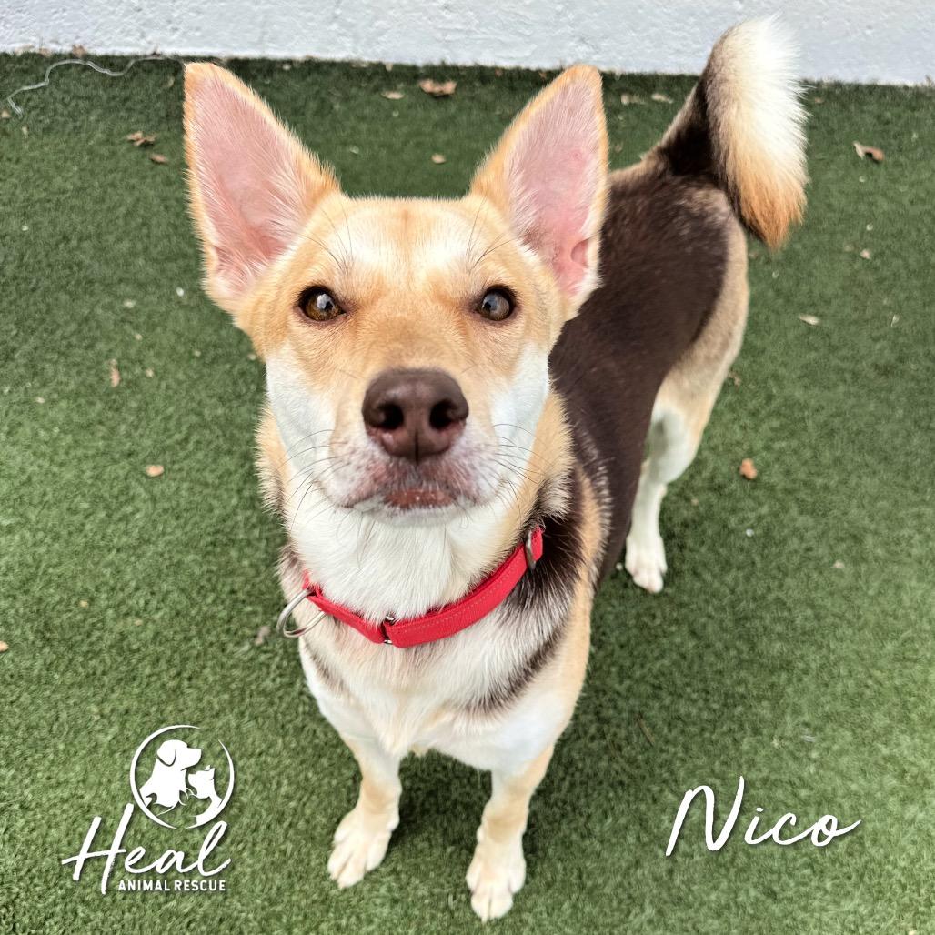 Enlarge Nico, a Adoptable Mixed Breed in Youngwood, PA image 5/6