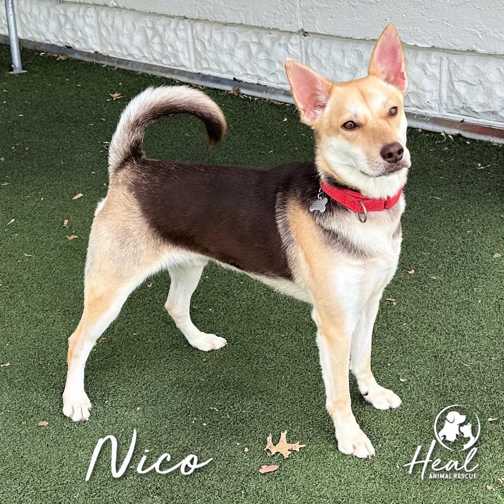 Enlarge Nico, a Adoptable Mixed Breed in Youngwood, PA image 6/6