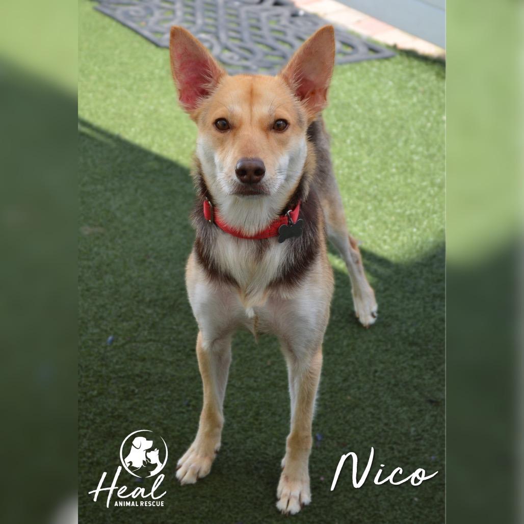 Enlarge Nico, a Adoptable Mixed Breed in Youngwood, PA image 4/4