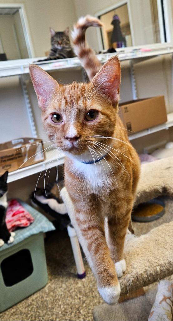 Foghorn, Adoptable, Kitten Male Domestic Short Hair.