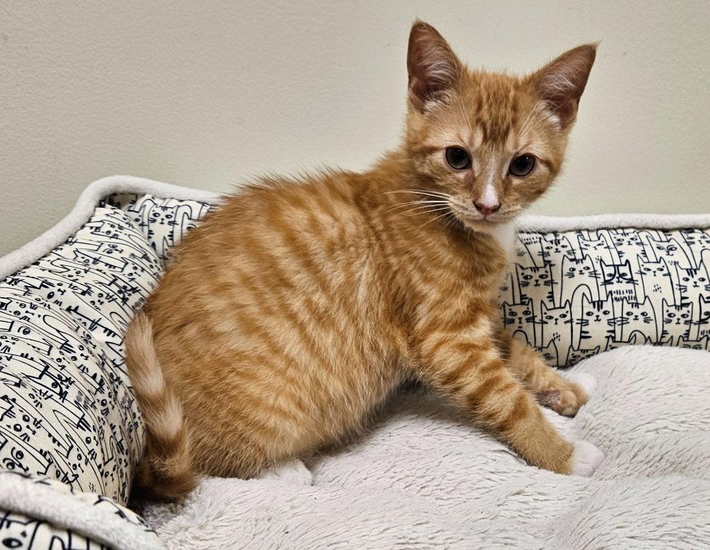 Enlarge Foghorn, a Adoptable mixed breed in Fremont, OH image 2/2
