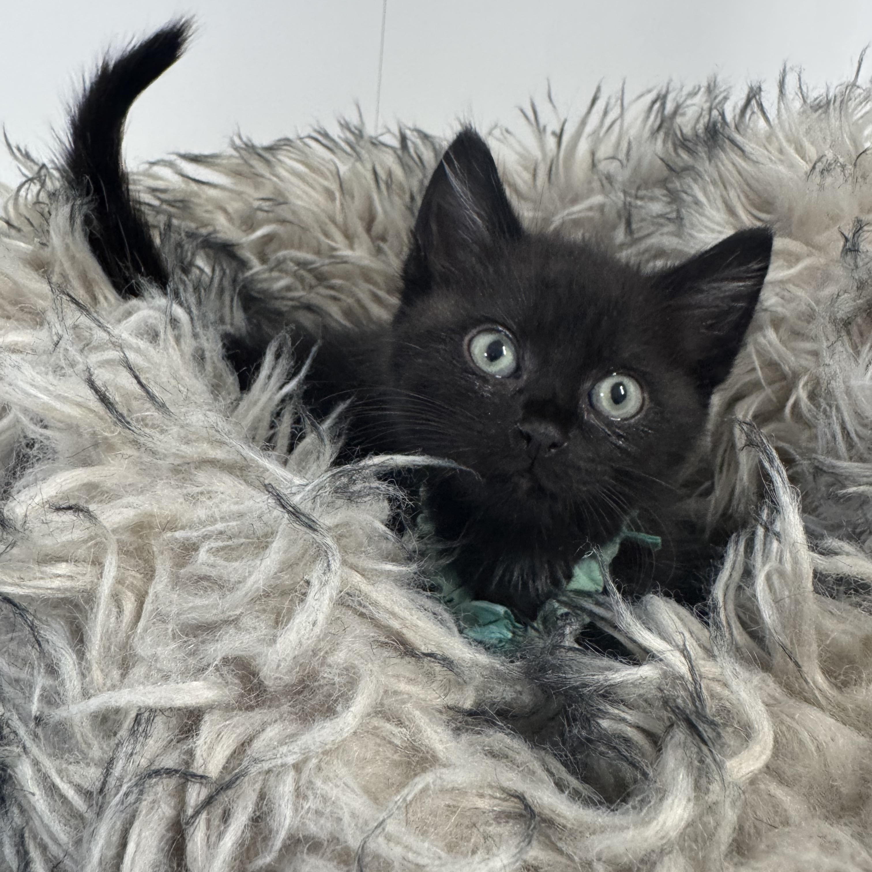 Enlarge Amazing Brody, a ADOPTABLE Domestic Short Hair in West Hartford , CT image 4/4