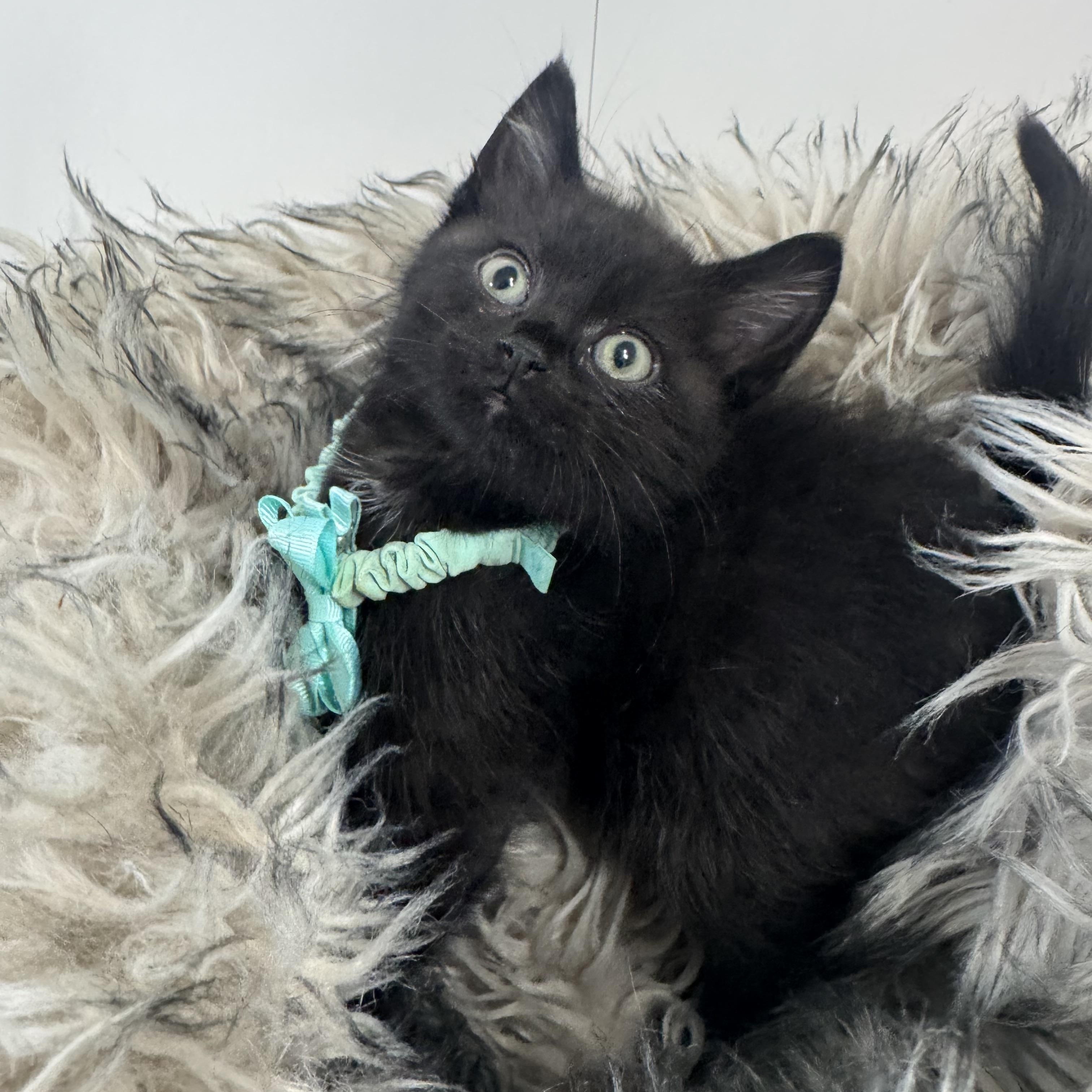 Enlarge Amazing Brody, a ADOPTABLE Domestic Short Hair in West Hartford , CT image 3/4