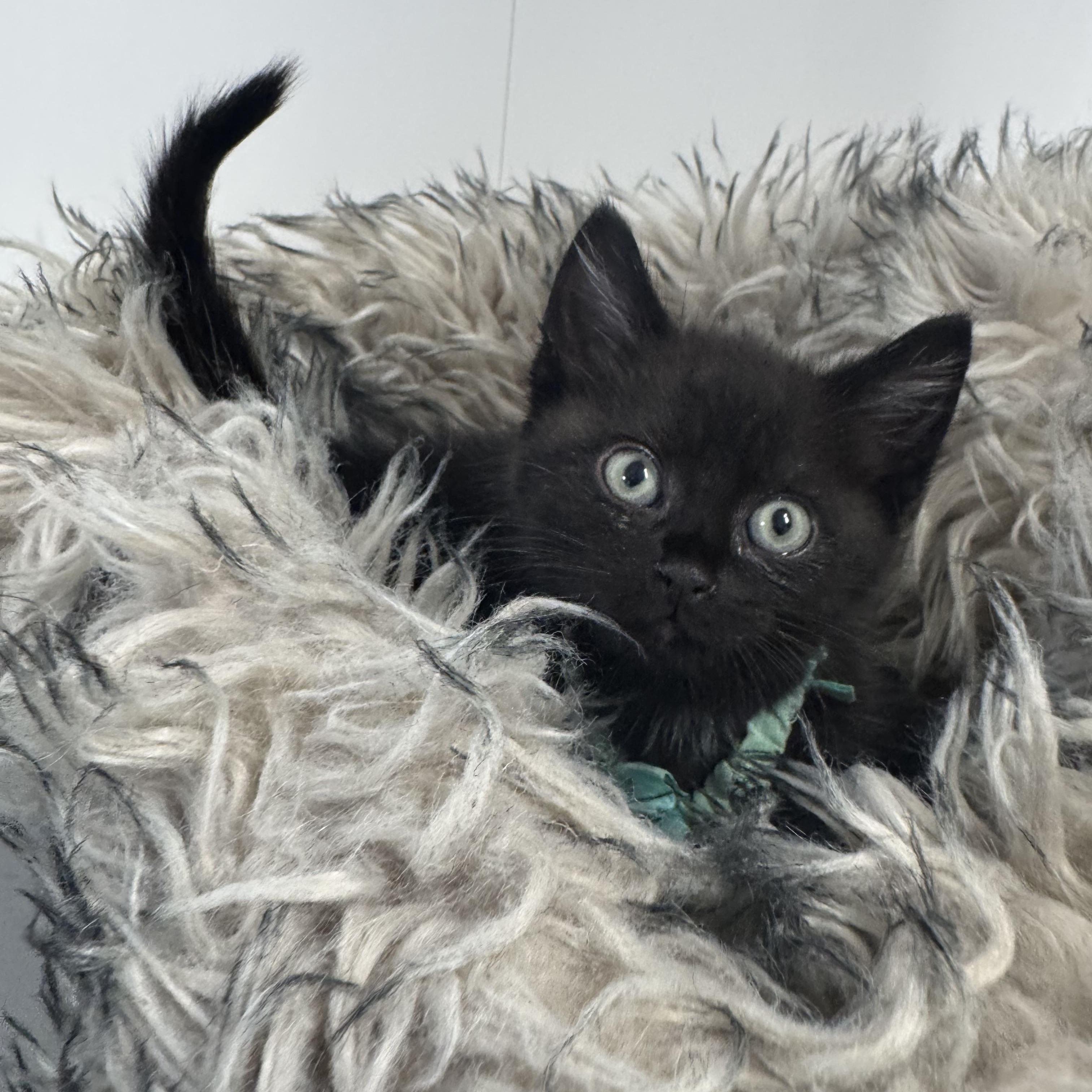 Amazing Brody, ADOPTABLE, Kitten Male Domestic Short Hair.