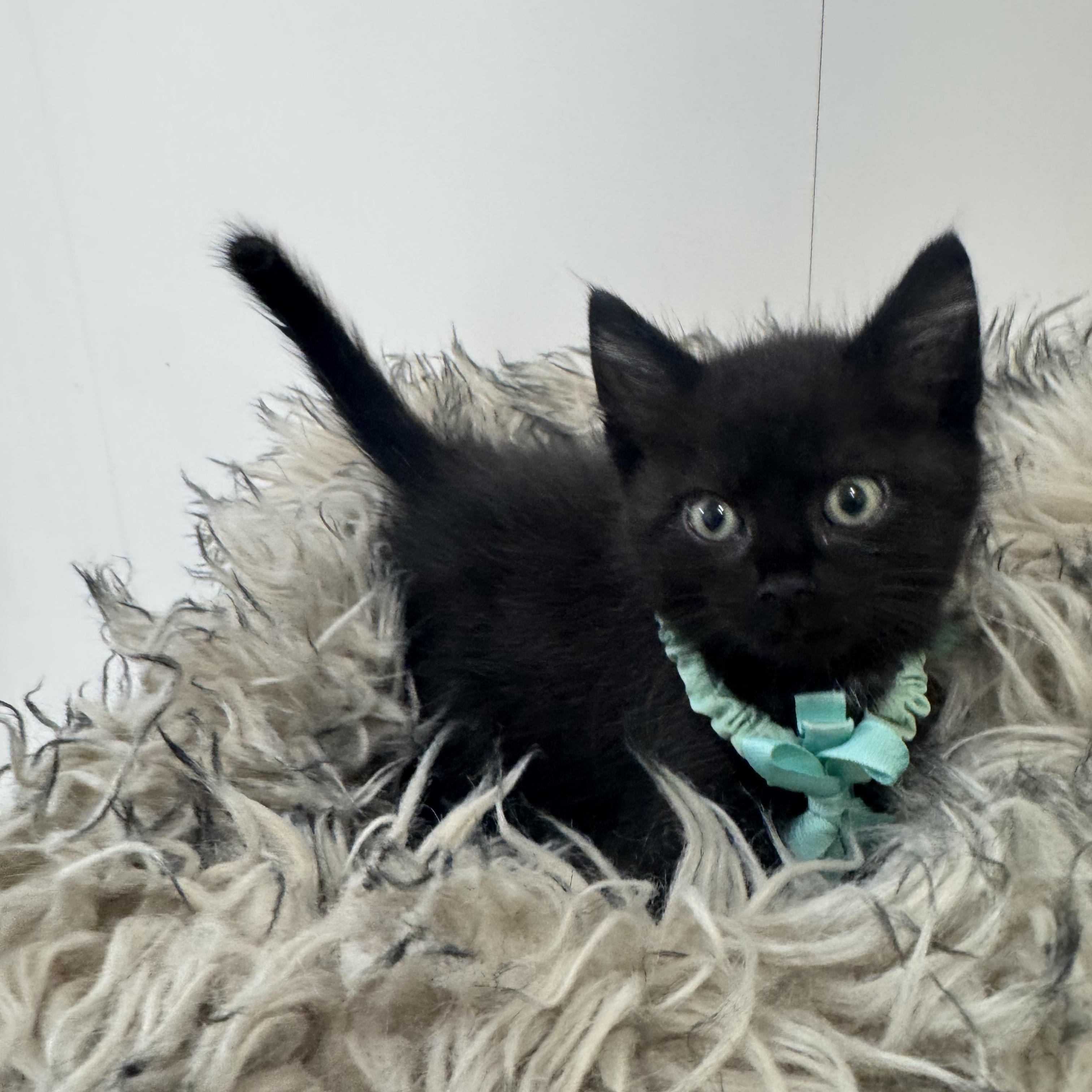 Enlarge Amazing Brody, a ADOPTABLE Domestic Short Hair in West Hartford , CT image 2/4