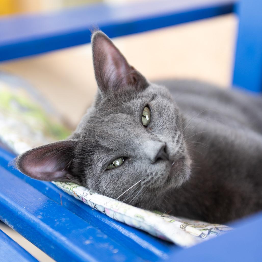 Nebula — thumbnail 2